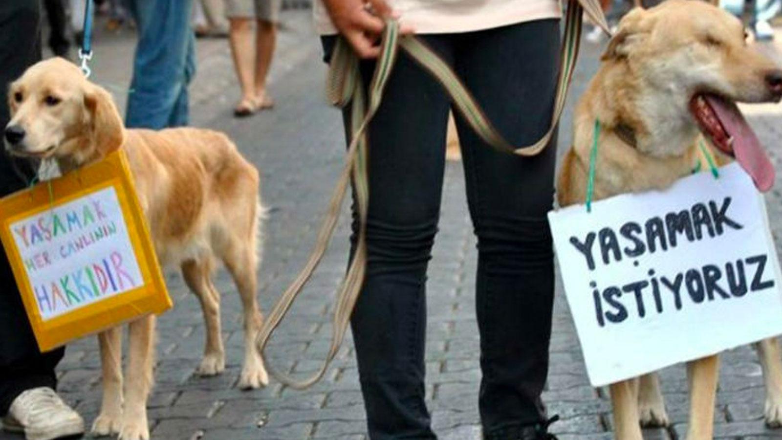 Beylikdüzü’nde üç köpeği bıçaklayarak birini öldüren zanlı serbest bırakıldı