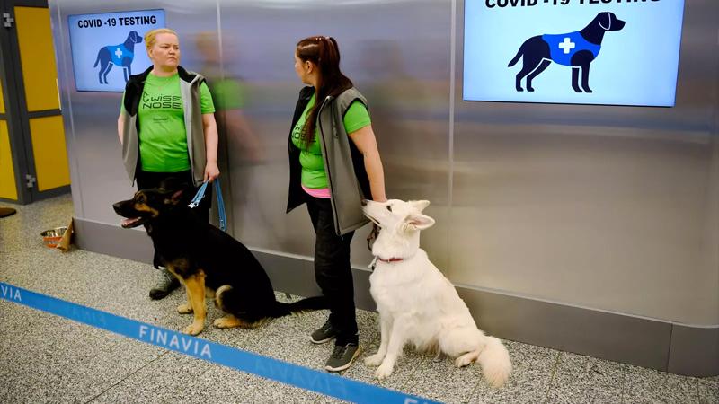 Eğitimli köpekler, Covid-19'u yolcuların terinden tespit edebiliyor