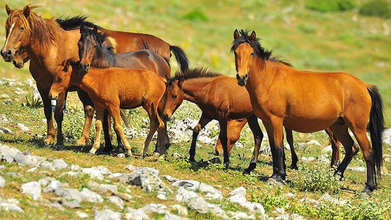 "Siyanürle altın aranacak bölgede yaşayan yılkı atları ihale ile toplanacak"