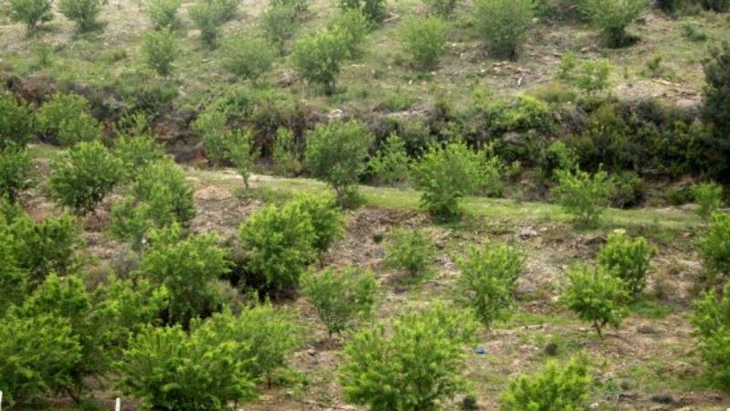 Tarım arazileri, hobi bahçeleriyle özel ormanlık alanlara dair yeni düzenlemeleri içeren kanun teklifinin ilk 8 maddesi kabul edildi 