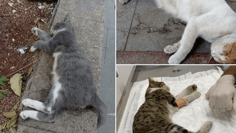 Gaziantep'te 13 kedi zehirlenerek öldürüldü!