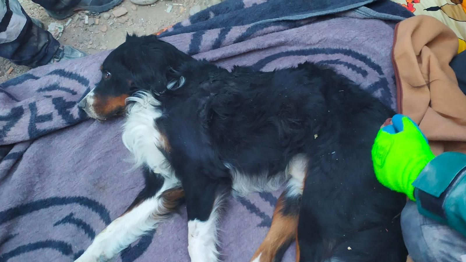 İzmir'de 65 saat sonra enkaz altından Ares isimli köpek sağ olarak çıkartıldı