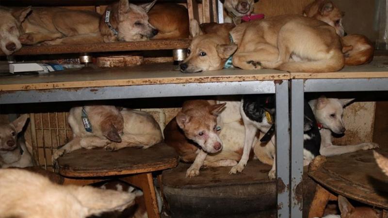 30 metrekarelik evde 146 köpekle yaşıyor!