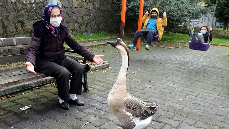 Beslediği kazını yanından ayırmıyor, nereye gitse Kirli'yi de götürüyor!