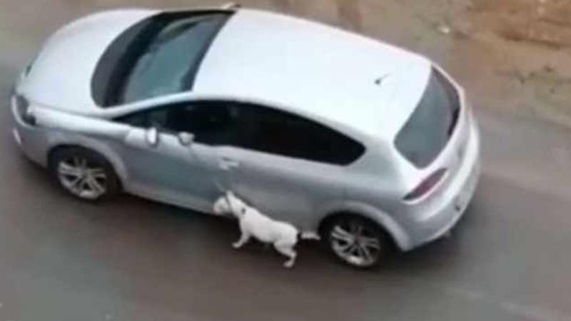 Köpeğini tasmasından tutup otomobilden sürükleyerek gezdiren kişi yakalandı