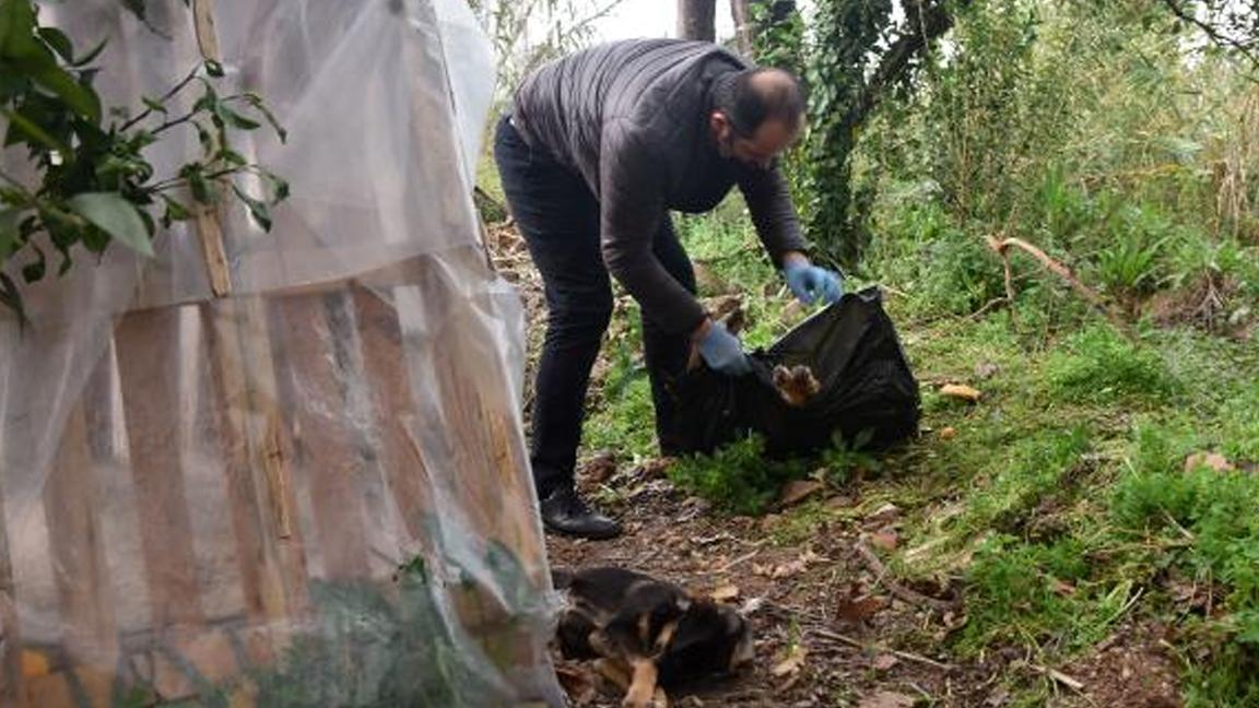 Antalya'da hayvanseverlerin beslediği 12 yavru köpekten 2'sini zehirlediler; 4 köpek ise kayboldu!