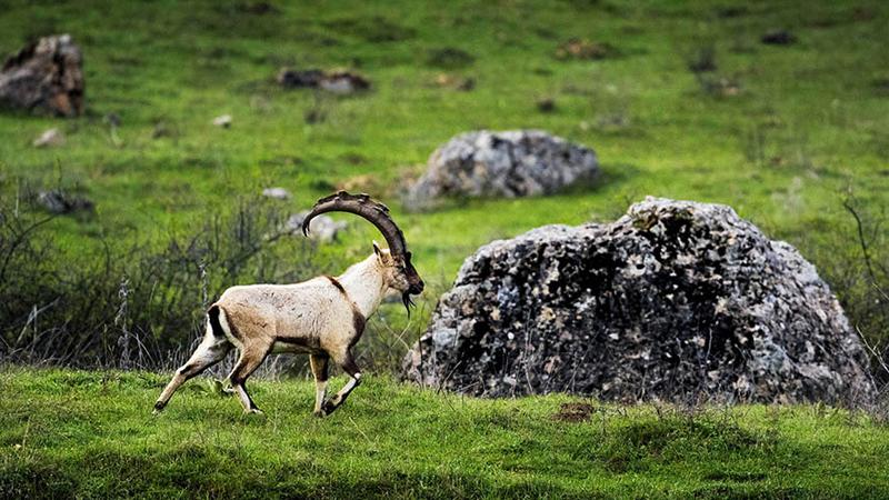 Yasa dışı avladıkları yaban keçisini yerken yakalandılar: İki kişiye 33 bin 953 lira ceza