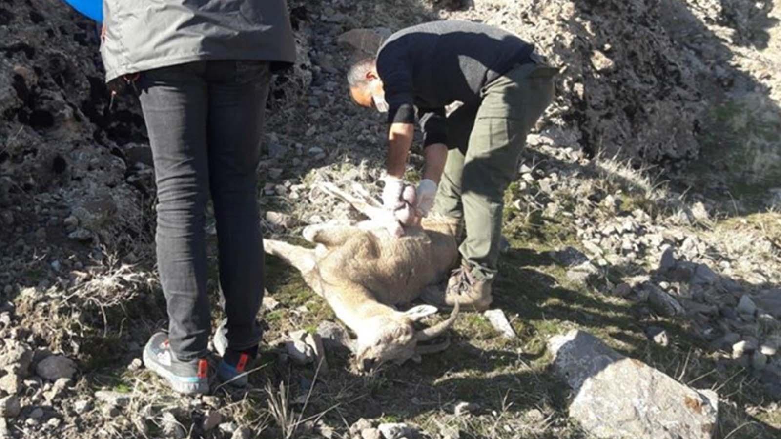 Mersin’de nesli tehlikede olan 7 yaban keçisi ölü bulundu