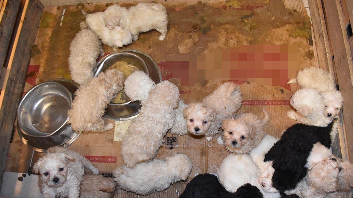 Otobüsün bagajında 23 yavru köpek ele geçirildi