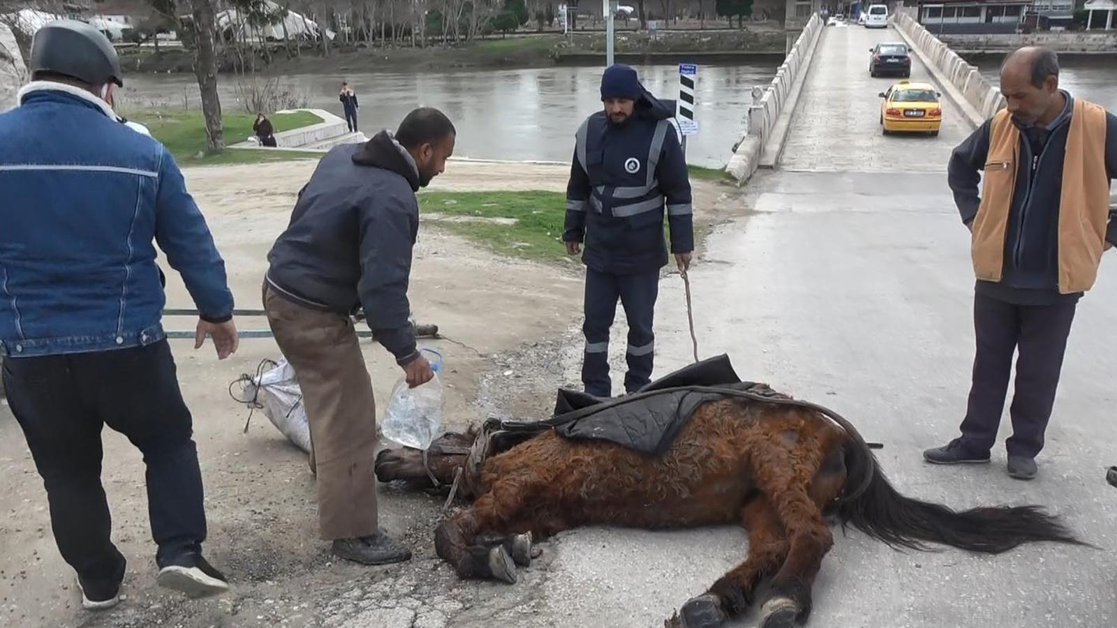 Aşırı yükten yere yığılan atın başına su döküp kuyruğundan tutarak sürüklediler!