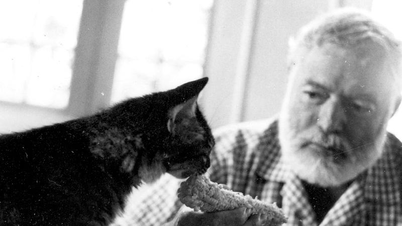 17 Şubat Dünya Kediler Günü | Yazar Ernest Hemingway, iki ayağı kırılan kedisi Uncle Willie'yi nasıl öldürdüğünü Küba'daki dostuna yazdığı mektubunda anlatmış