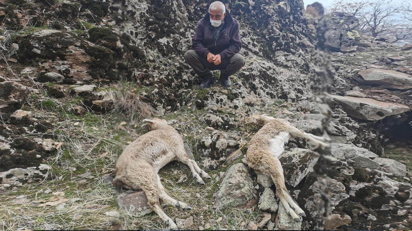 Tunceli'de koruma altındaki dağ keçilerinin ölümünde "koyun sürüsü" iddiası