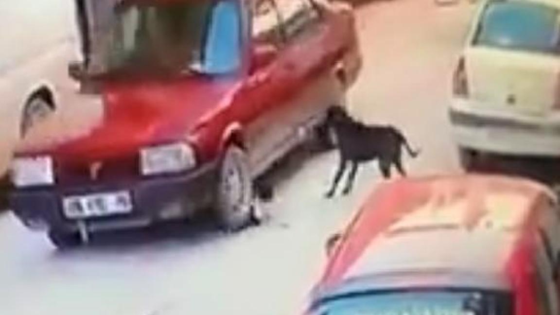 Yavru köpeği ezip arkasına bile bakmadan gitti; sadece 1000 TL para cezası kesildi