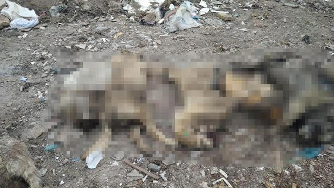 Ankara'da molozların arasında 20 ölü köpek bulundu!