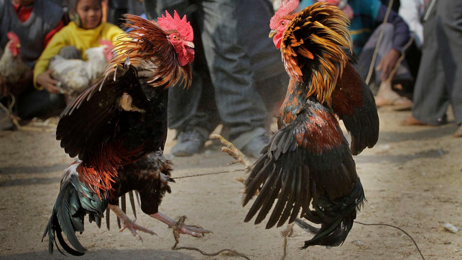 Hindistan'da horoz, pençesine bıçak bağlayıp dövüştüren sahibini öldürdü