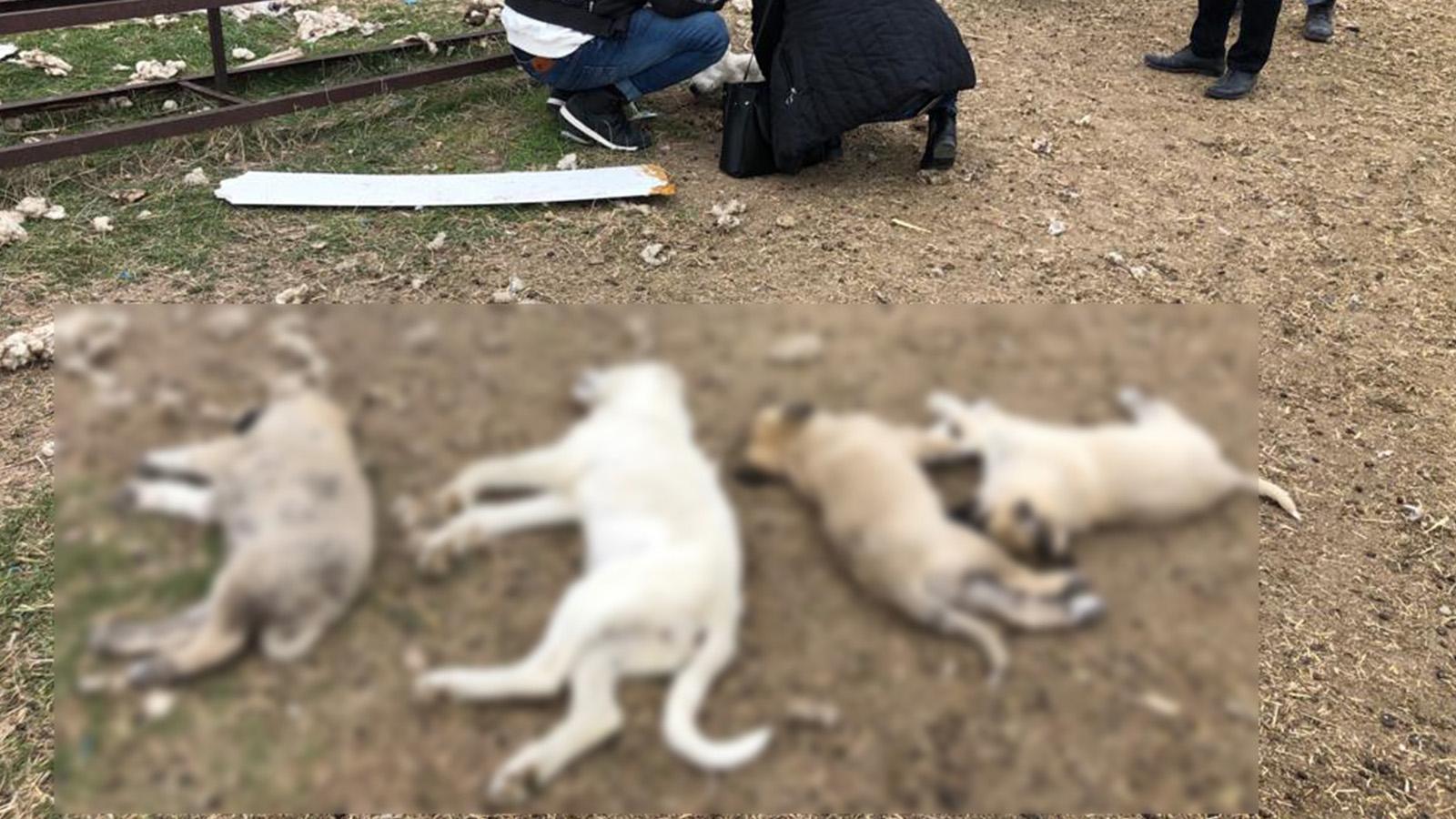 Ankara'da zehirlenen 8 köpekten 4'ü öldü!