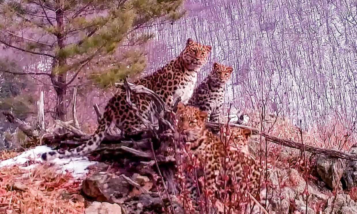 Rusya'da nesli tükenme tehlikesiyle karşı karşıya olan Amur parsları görüntülendi