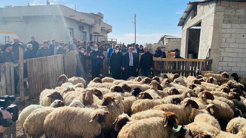 Meclis'te "gözaltına alınan koyunlar" polemiği; bakan yardımcısından "Serbest bırakıldılar" haberi gelince alkış sesleri yükseldi