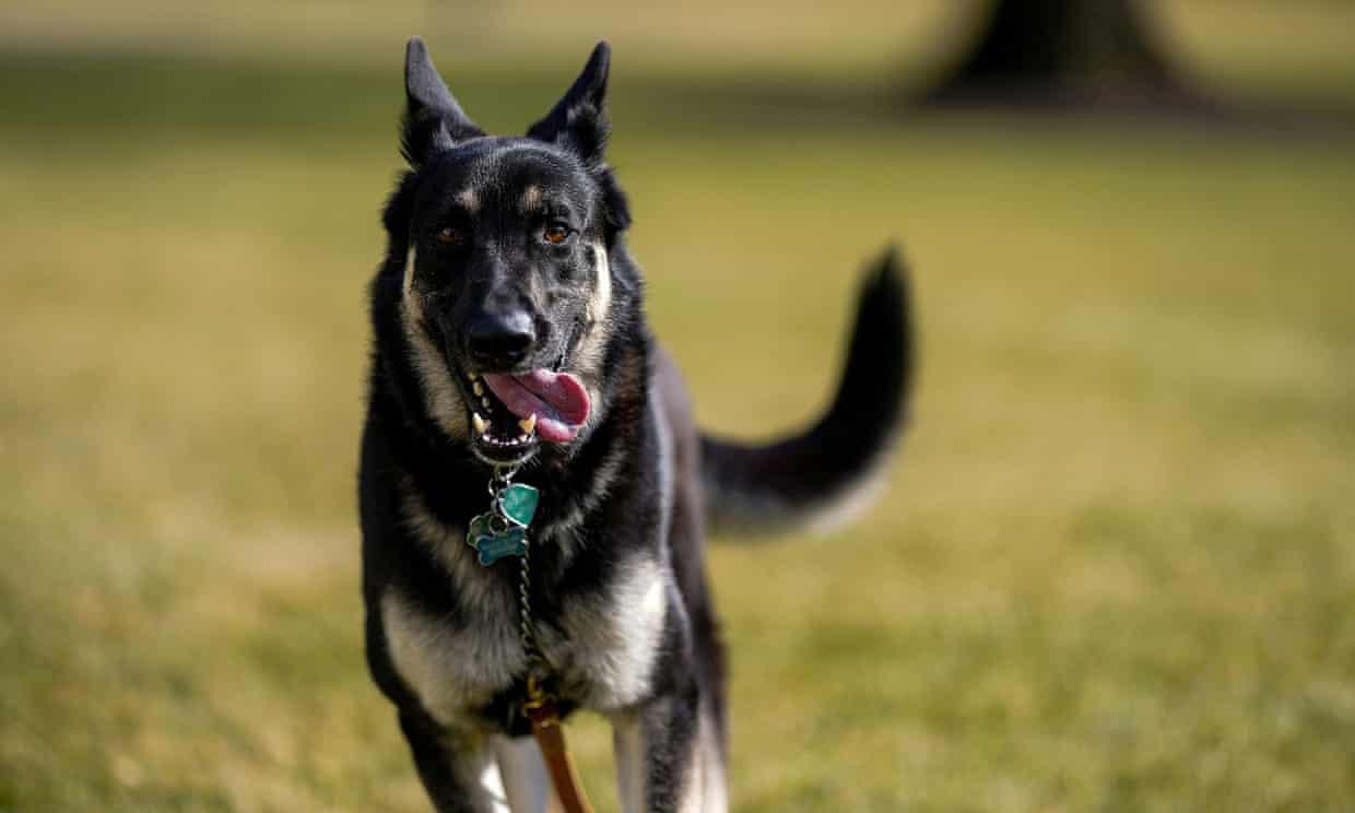 Beyaz Saray, Biden'ın köpeği Major'ın birini daha ısırdığını duyurdu