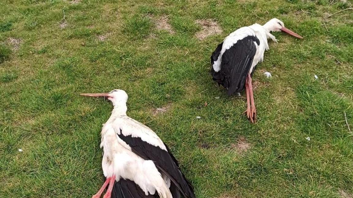 Göç eden leylekleri tüfekle vurarak öldürdüler!