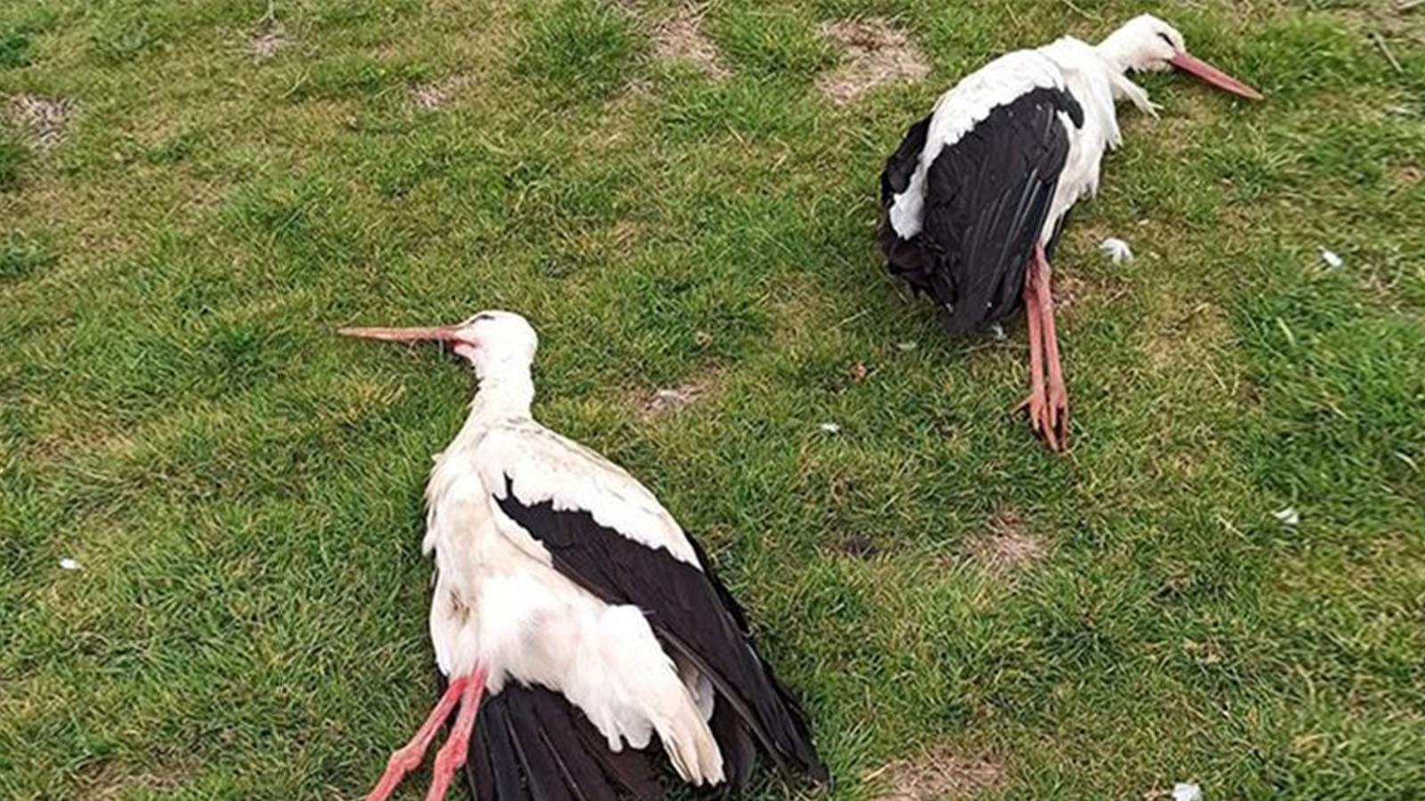 Denizli’de göçmen leylekleri vurdular!