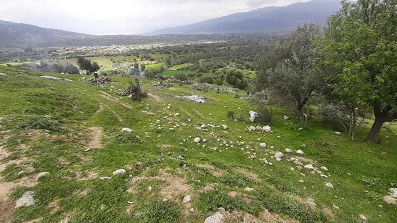 AKP'li Bozdoğan Belediyesi, TOKİ projeleri için 200 zeytin ağacını söktü