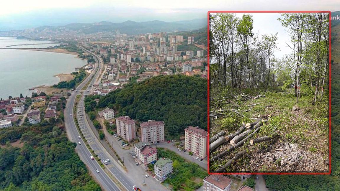 Ordu Fatsa'da lokanta, kafe ve bungalov için 99 dönümlük alanda ağaç kesimine başlandı 