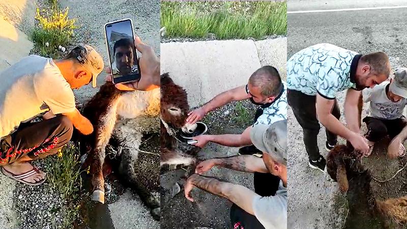 Veterineri görüntülü arayıp eşeğe doğum yaptırdı!