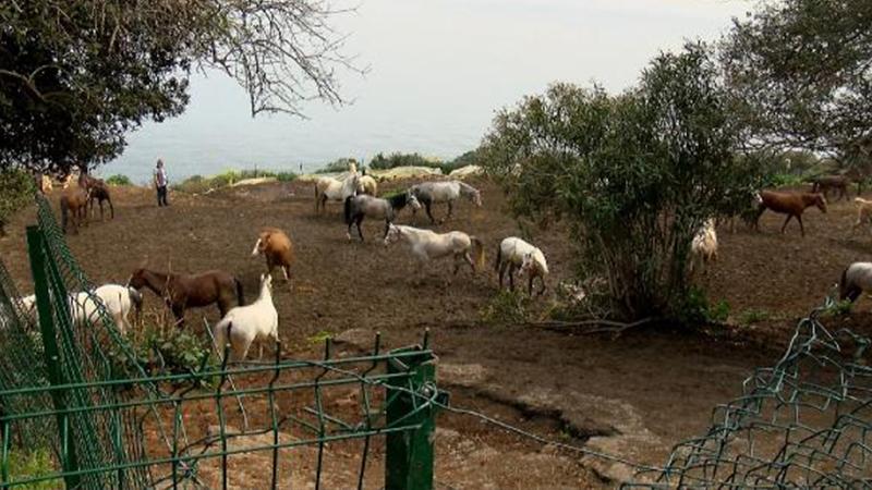 İBB'nin hibe ettiği kayıp atlar olayında Veteriner İşleri Müdürü'ne soruşturma başlatıldı