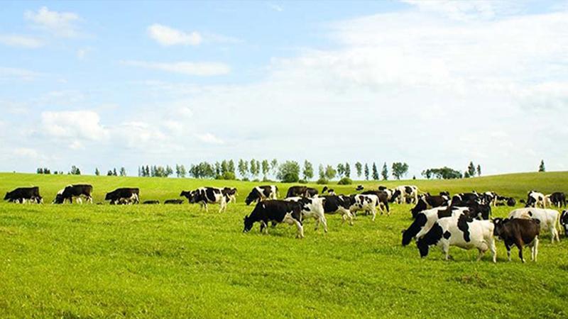 Tam kapanmanın ilk gününde karar verildi; 100 bin metrekarelik mera alanı atık deposu yapılmak için maden şirketine tahsis edildi