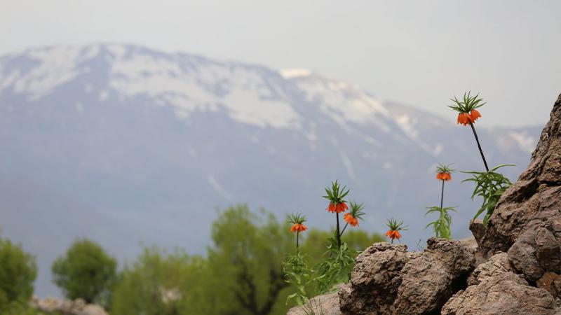 Sadece 15 gün açan endemik ters laleler tehlike altında