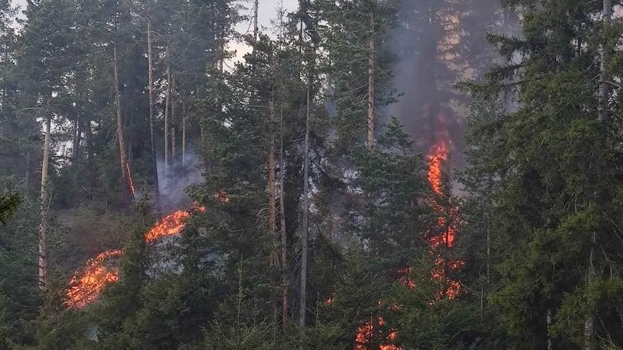 Artvin'de orman yangını