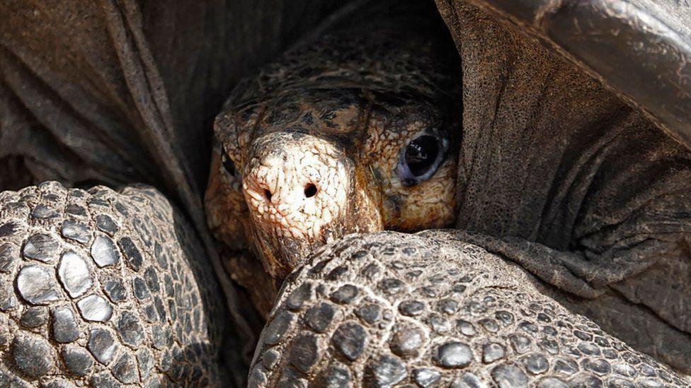 Galapagos Adaları'nda 115 yıl önce neslinin tükendiğine inanılan bir türe ait kaplumbağa bulundu