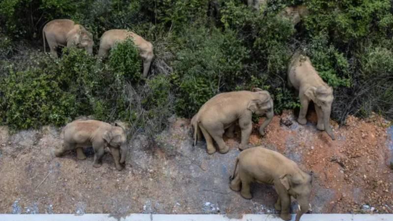 Çin'de yerleşim bölgelerine inen 15 fil 500 kilometre yol kat etti; 56 hektar tarım alanı zarar gördü