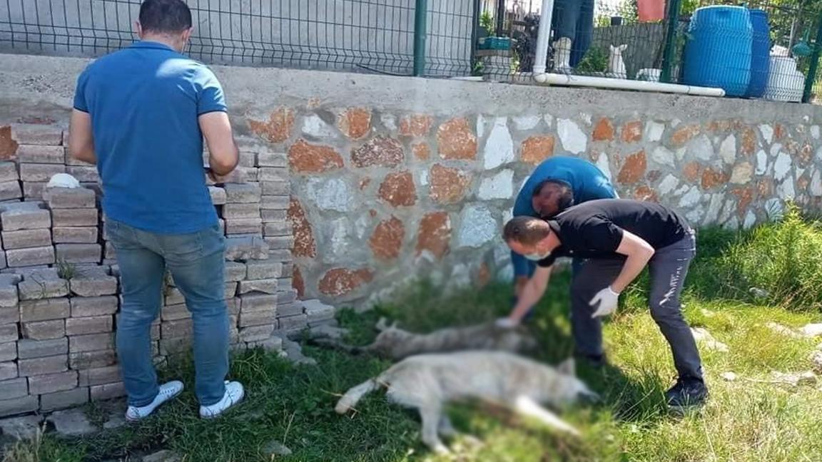 Yalova'da 6 köpek zehirlenerek öldürüldü!