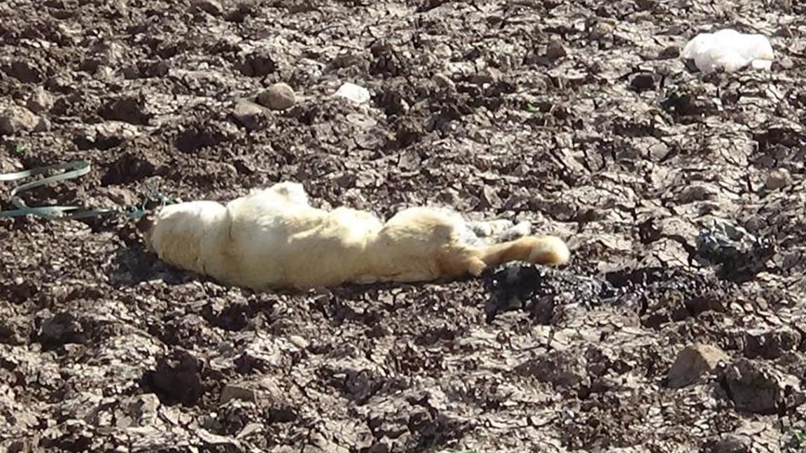 Diyarbakır'da bir köpek boynuna ip bağlanarak öldürüldü!