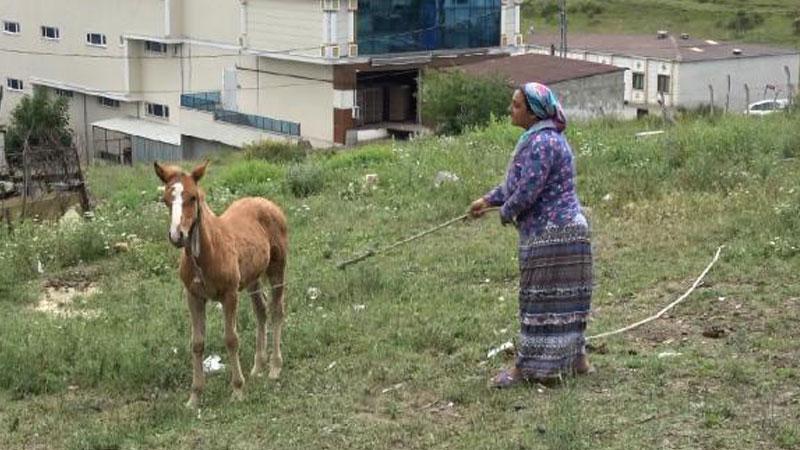 Atlarına çarpıp birin ölümüne neden oldu; sigorta şirketi, hurdacılık yaparak geçimini sağlayan aileye 23 bin 467 liralık masraf tebligatı gönderdi