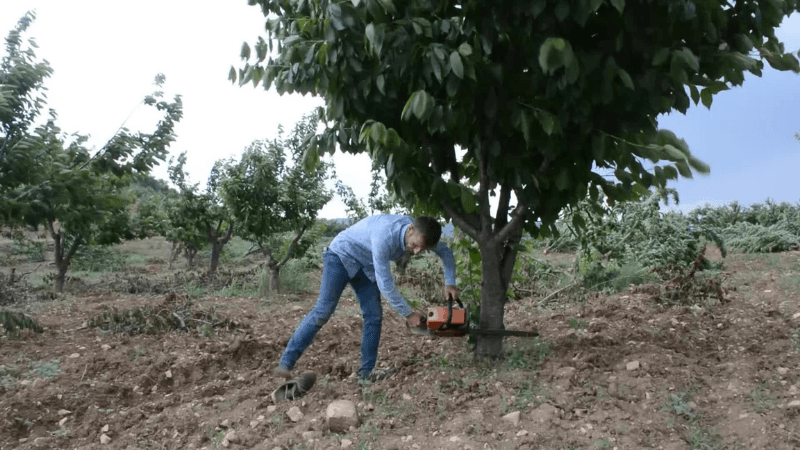 Bilecik'te yetiştirdiği üründen para kazanamayan çiftçi kiraz ağaçlarını kesmeye başladı