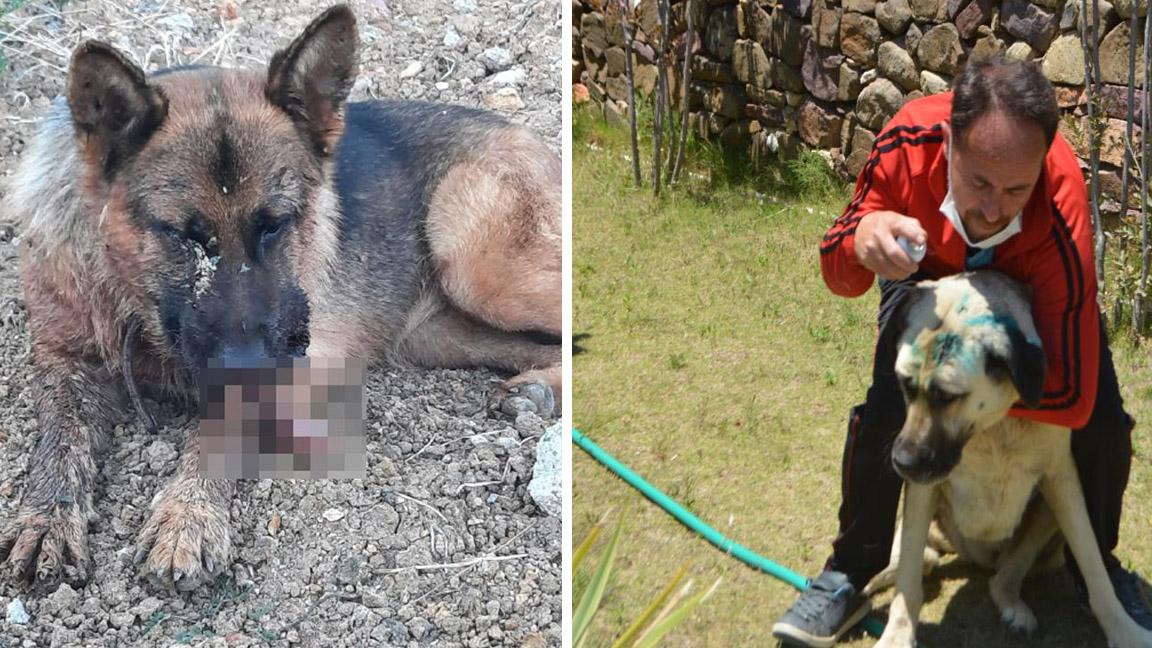 Ayvalık'ta vahşet: Köpeğin dilini kesti, çenesini dağıttı!