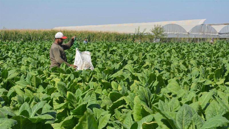 CHP'li Tutdere: Hapis cezasıyla birlikte tütün meselesinde 100 yıl geriye gidildi