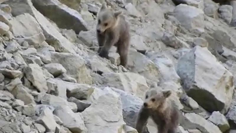 Anneleri öldürülen yavru ayılar yaşam mücadelesi veriyor