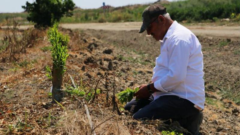 Narenciye bahçesinde 108 ağacı kimliği belirsiz kişiler baltayla kesti 