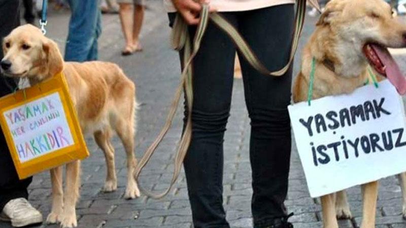 Ankara Barosu Hayvan Hakları Merkezi üyesi avukat Gürsoy: Hayvanları Koruma Kanunu yetersiz