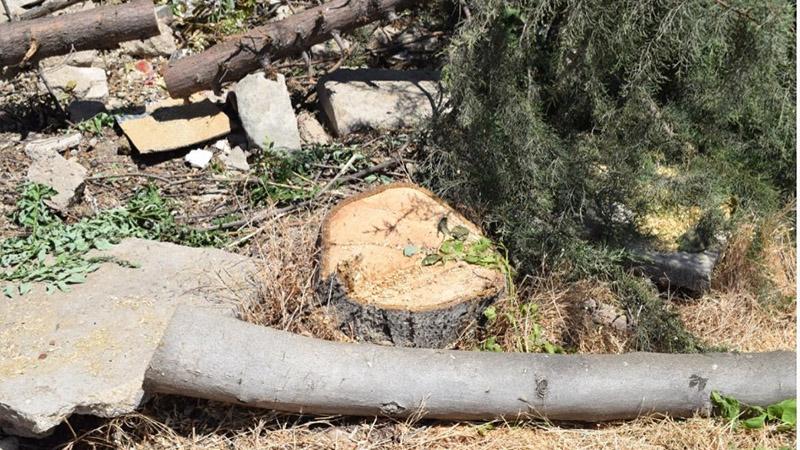 AKP'li Elazığ Belediyesi, yeraltı otoparkı için onlarca ağacı kesti 