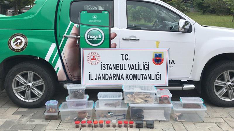 İstanbul'da kaçak hayvan operasyonu; 6 yılan, 2 kertenkele ve 12 tarantula ele geçirildi