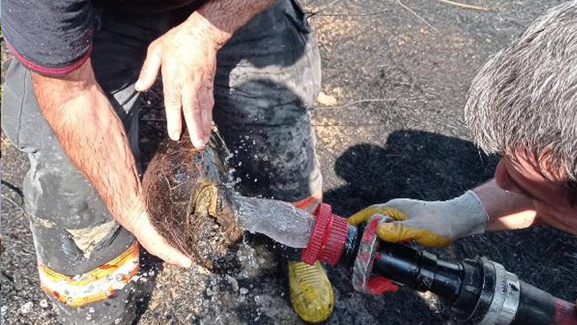 Alevlerin arasında kalan kaplumbağa son anda kurtarıldı; doğaya salındı 