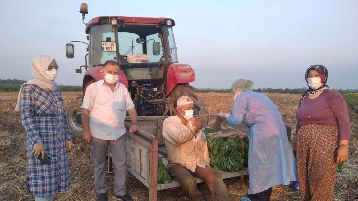 Samsun’da tarlada aşı yapıldı 