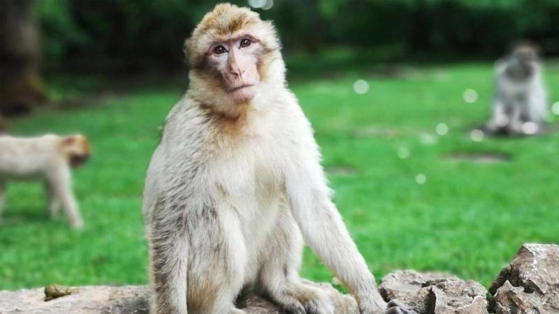 Çin'de "Monkey B" virüsü nedeniyle ilk ölüm gerçekleşti