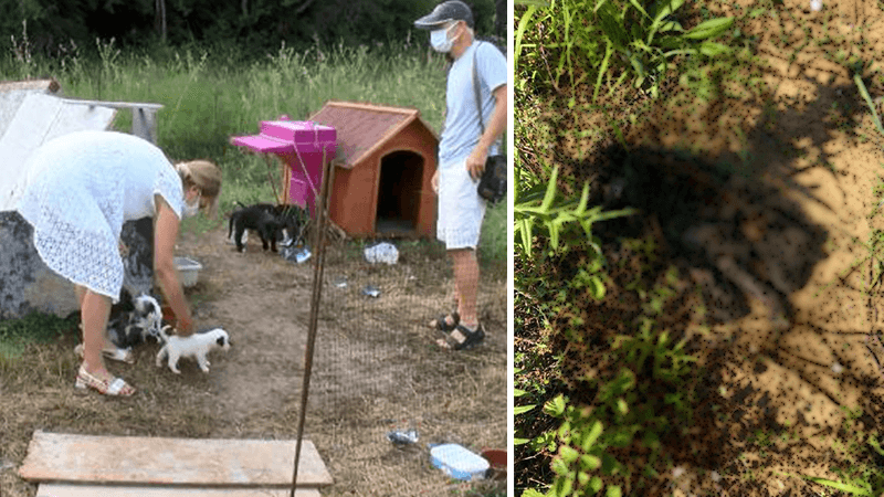 Sarıyer'de yavru köpeği yakarak öldürdüler!