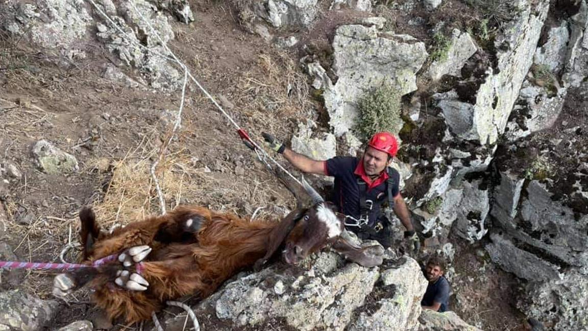 Dağlık alanda 10 gündür mahsur kalan keçiler kurtarıldı